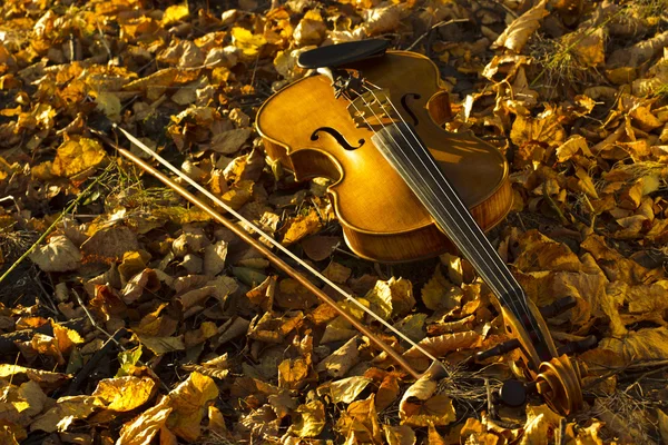 Violino deitado nas folhas caídas — Fotografia de Stock