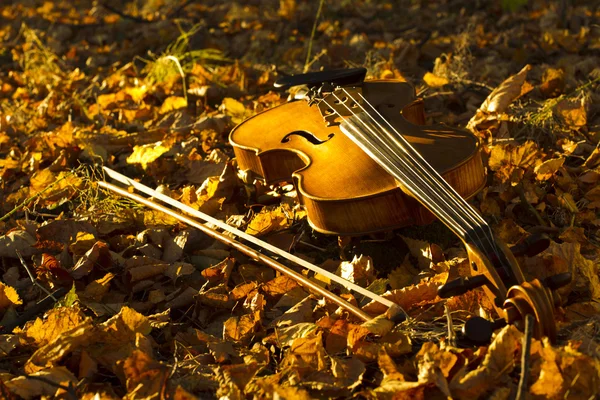 Violino deitado nas folhas caídas — Fotografia de Stock