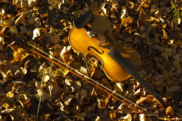 Βιολί, που βρίσκεται πάνω στα πεσμένα φύλλα — Φωτογραφία Αρχείου