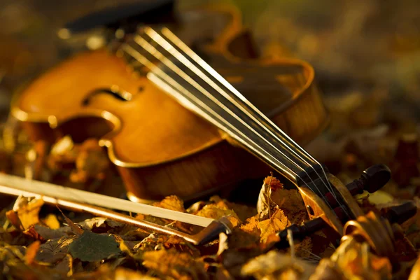 Violino deitado nas folhas caídas — Fotografia de Stock