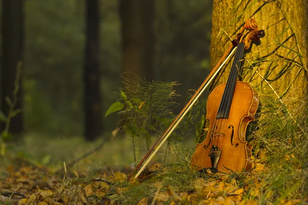 Geige im Herbstwald — Stockfoto