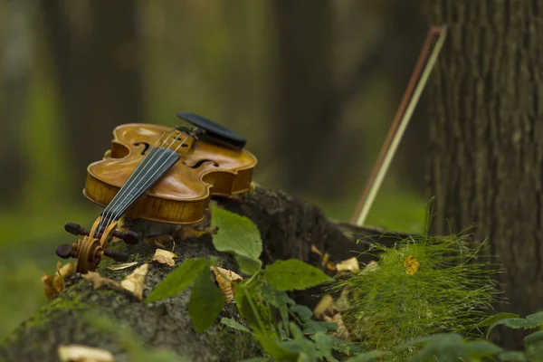 Violin in autumn forest — Stock Photo, Image