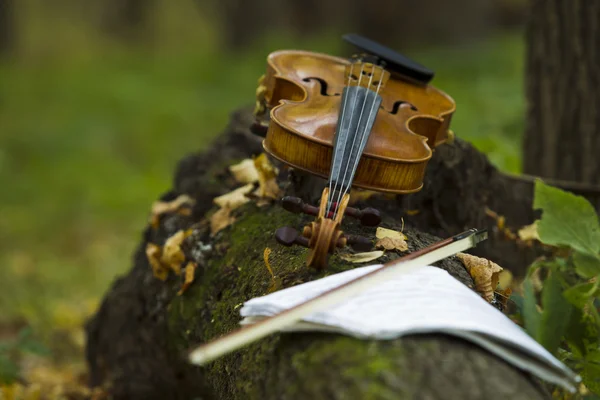 Βιολί στο φθινόπωρο δάσος — Φωτογραφία Αρχείου