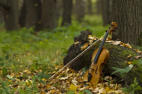 Violino na floresta de outono — Fotografia de Stock