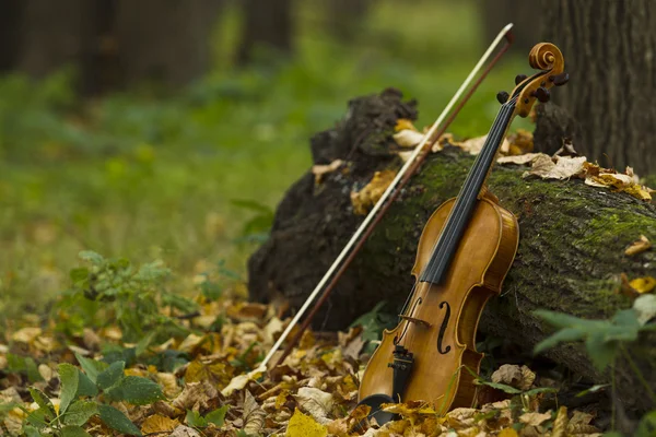 Geige im Herbstwald — Stockfoto
