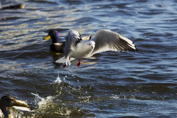 Flying bird seagull — Stock Photo, Image