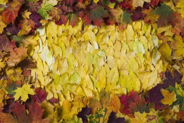 sonbahar yaprakları