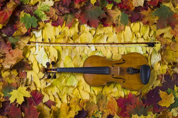 Violino contra o pano de fundo da folhagem de outono — Fotografia de Stock