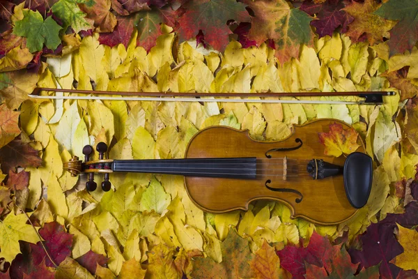 Violino contra o pano de fundo da folhagem de outono — Fotografia de Stock