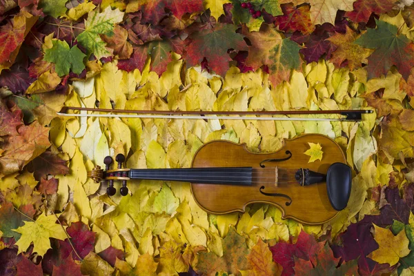 Violino contra o pano de fundo da folhagem de outono — Fotografia de Stock