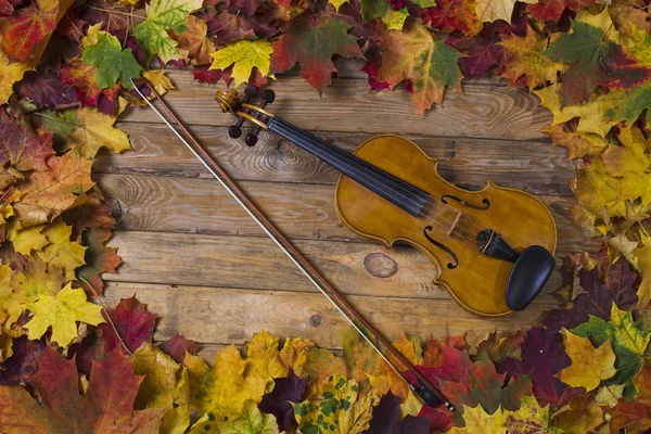 Violino contra o pano de fundo da folhagem de outono — Fotografia de Stock