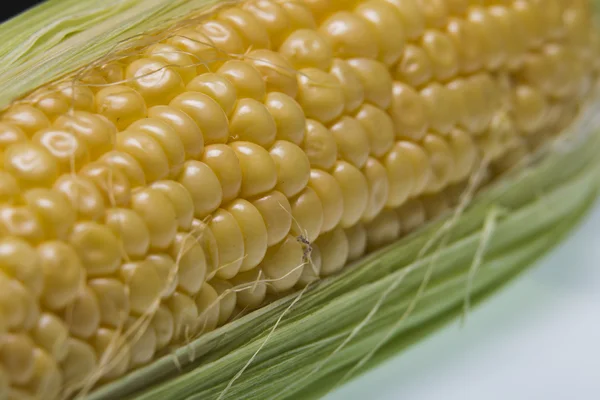 Korn av majskolv. Makro — Stockfoto