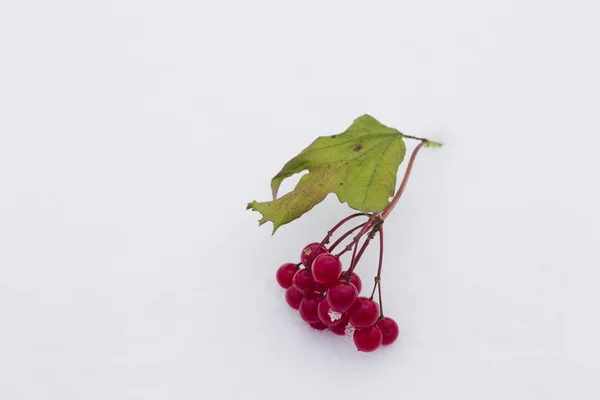 Bunch of red viburnum — Stock Photo, Image