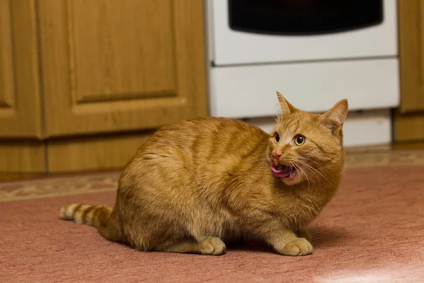 Красная кошка лижет — стоковое фото