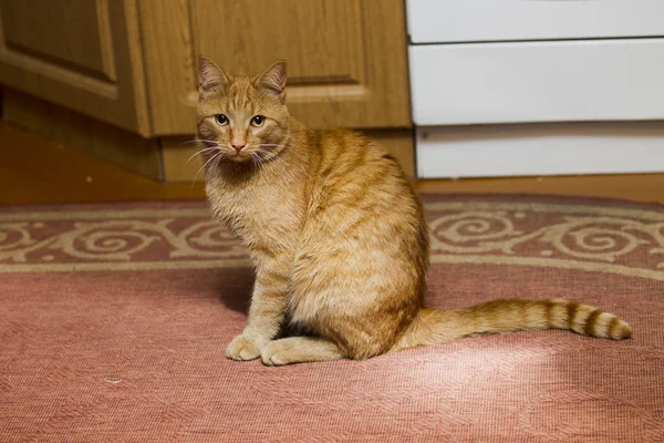 붉은 머리 고양이 — 스톡 사진