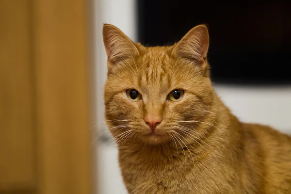 Rotkopfkatze — Stockfoto