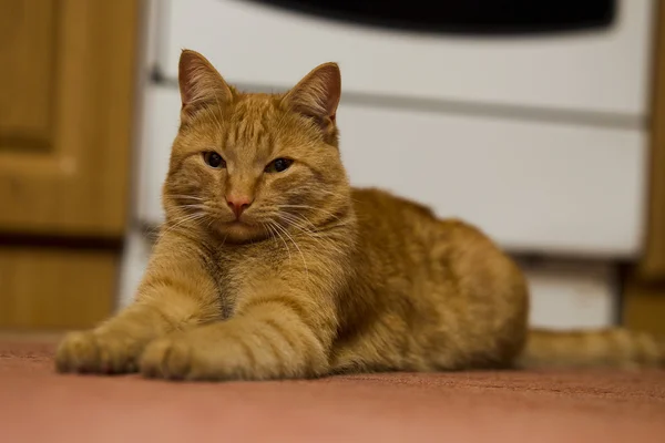 Rotkopfkatze — Stockfoto