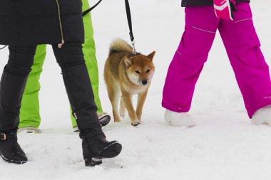 Japon köpek doğurmak Shiba Inu