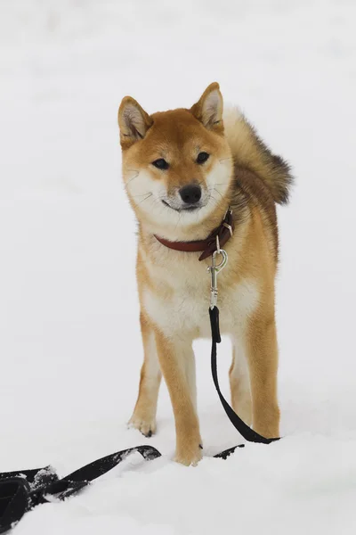 Japonesa perro crianza shiba inu en nieve —  Fotos de Stock