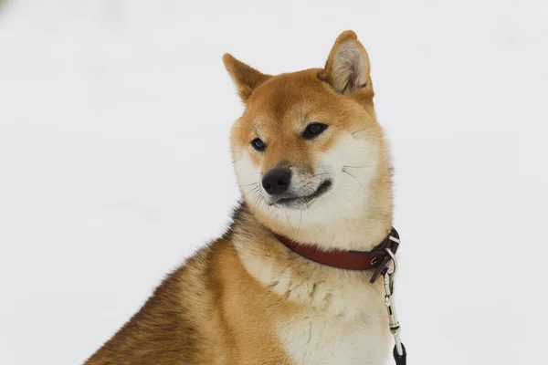 Japonesa perro crianza shiba inu en nieve —  Fotos de Stock