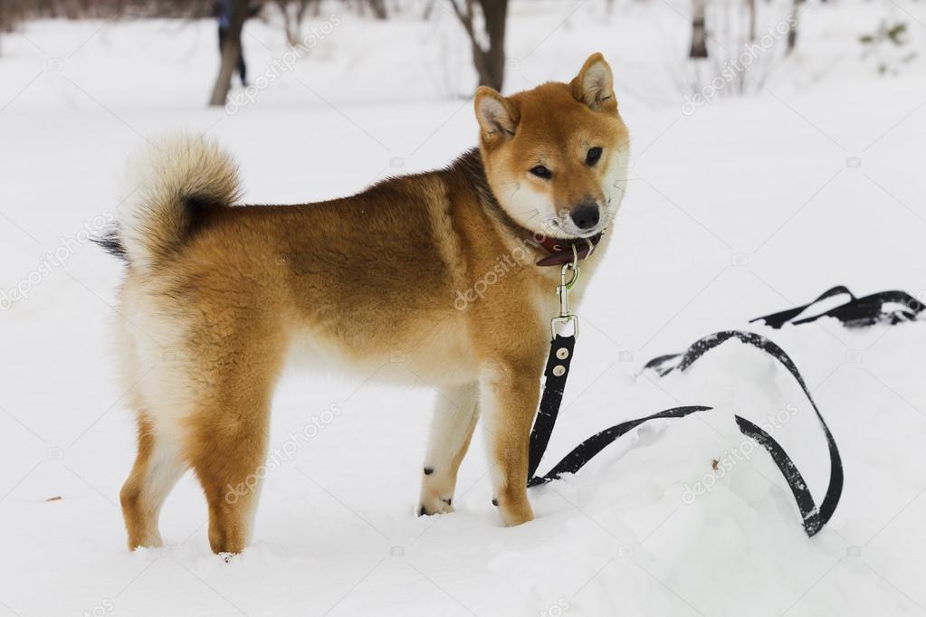 Japanese dog breed Shiba Inu in snow