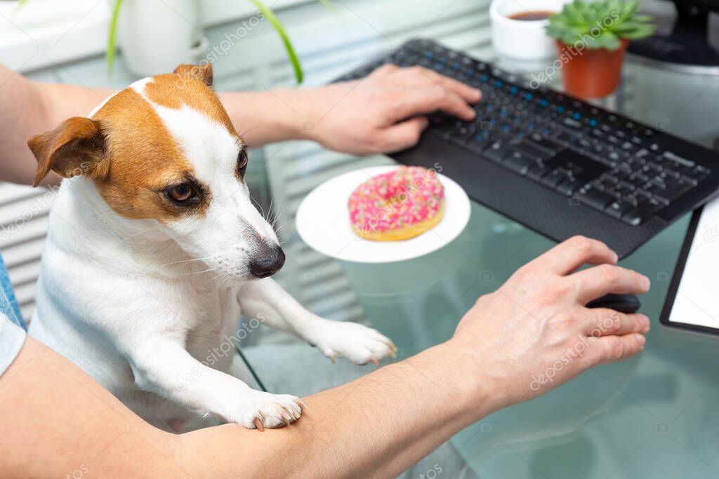 Caucasian man sits at a computer, a dog Jack Russell Terrier sits on his lap, put his paw on owners hand. Home office