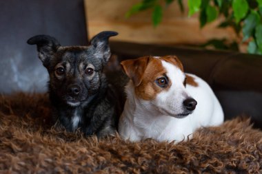 İki köpeğin yakın plan portresi. Beyaz bir Jack Russell teriyeri ve siyah bir melez koyun postunda yan yana yatar ve kameraya ve yana bakar. Köpek günü, evcil hayvan günü.
