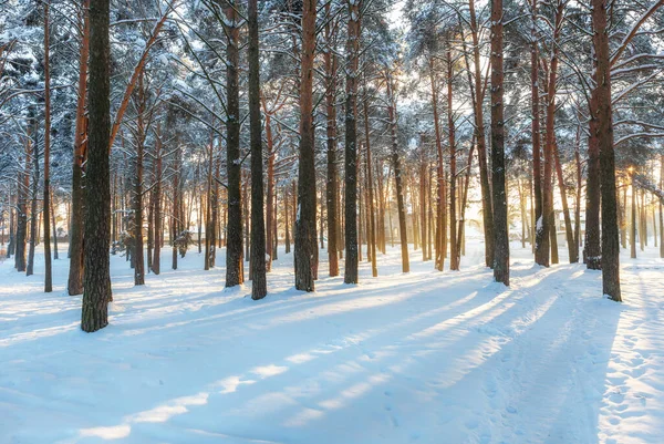 Hermoso paisaje de invierno. Bosque de pinos en la nieve, los rayos del sol hacen su camino a través de los troncos de los árboles. — Foto de Stock