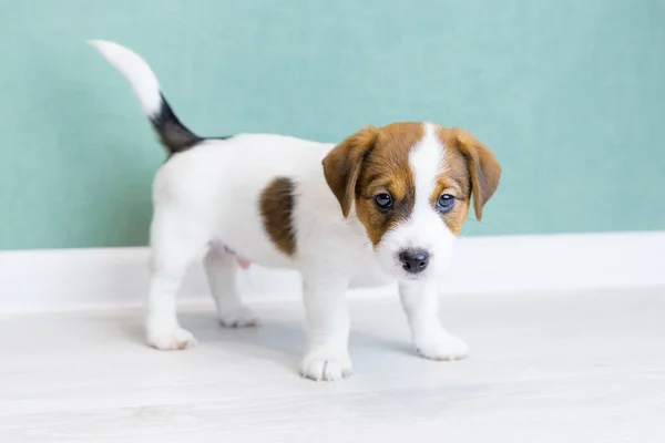 Un beau chiot Jack Russell Terrier avec des oreilles brunes se tient debout et regarde la caméra sur fond de mur vert. — Photo