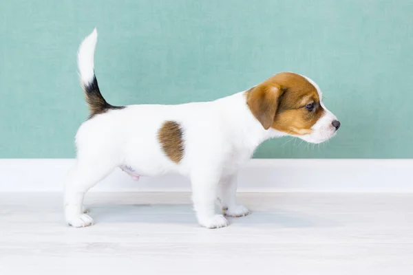 Um lindo cachorro Jack Russell Terrier branco com orelhas e manchas marrons e um nariz preto, fica de lado em um rack. — Fotografia de Stock