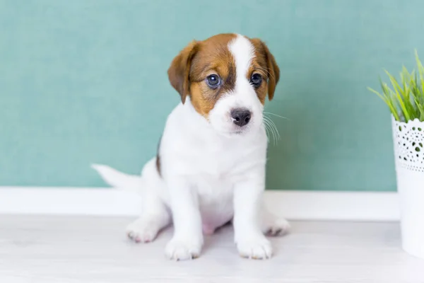 Um lindo cachorro branco Jack Russell Terrier se senta e olha para a câmera contra o fundo de uma parede verde. — Fotografia de Stock