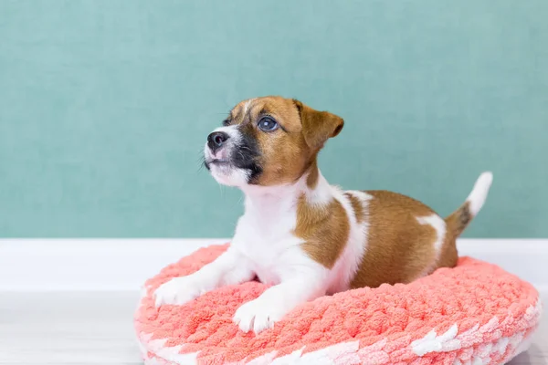 Şirin bir Jack Russell Terrier köpeği yeşil arka planda pembe örülü peluş bir çöreğin üzerinde yatıyor. Hayvan bakımı konsepti. Köpek yatağı. — Stok fotoğraf