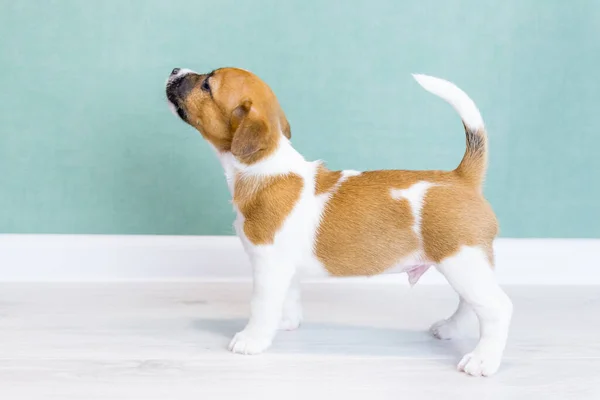 Um lindo cachorro Jack Russell Terrier branco com orelhas e manchas marrons e um nariz preto, fica de lado em um rack. — Fotografia de Stock