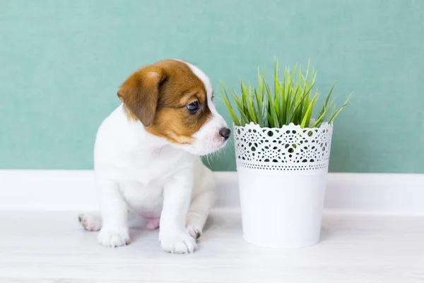 Yeşil bir duvarın arka planında kahverengi kulaklı güzel bir köpek yavrusu Jack Russell Terrier. Köpekli şirin bir kartpostal.. — Stok fotoğraf