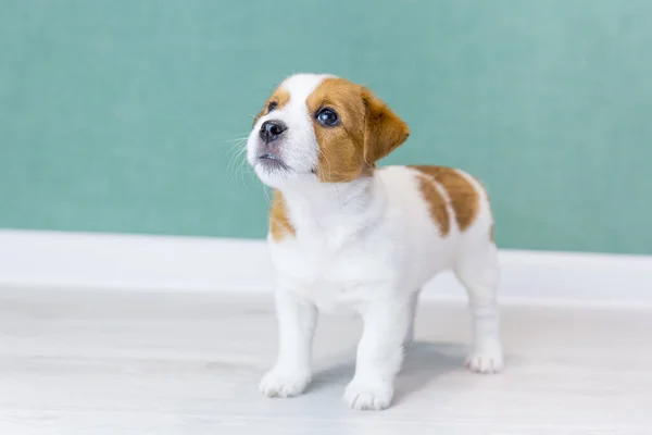 Kahverengi kulaklı, güzel bir Jack Russell Terrier köpeği yeşil bir duvarın arkasına bakıyor.. — Stok fotoğraf