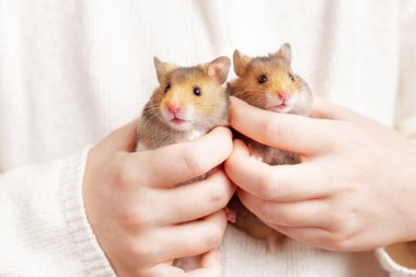Hafif bir arka planda, bir çocuğun ellerinde iki tatlı, tüylü, altın hamster. Hayvan temalı güzel bir kartpostal.