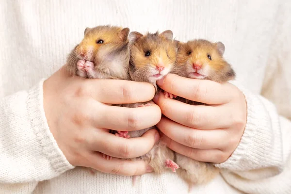 Three cute fluffy golden hamsters in the hands of a child on a light background. Triplets. Pet care concept. — Stock Photo, Image