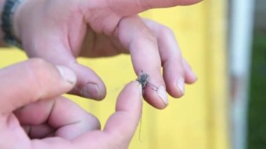 Uzun bıyıklı bir böcek insan elinin üzerinde oturur. Böcek cerambycidae. 