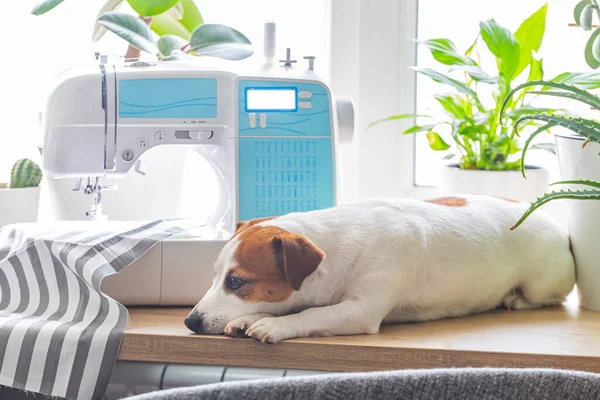 The Jack Russell dog lies on a windowsill next to houseplants, a sewing machine — Stok fotoğraf