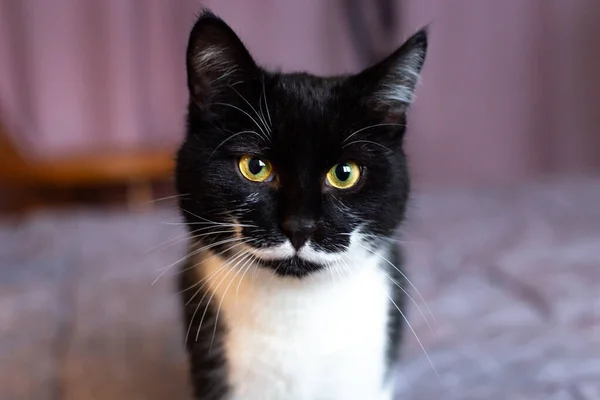 Un precioso gato negro con bigote blanco mira a la cámara con ojos amarillos. —  Fotos de Stock
