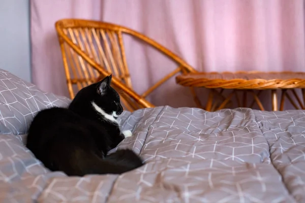 一只黑白相间的猫躺在舒适卧室的床上. — 图库照片
