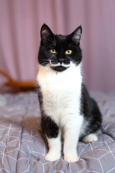 Porträt einer wunderschönen schwarz-weißen Katze mit gelben Augen — Stockfoto