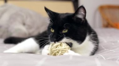 Güzel siyah beyaz bir kedi yatakta bir iplik yumağıyla oynuyor..