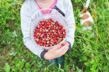 Meadow strawberries in a bucket in the hands of a child close-up, top view.