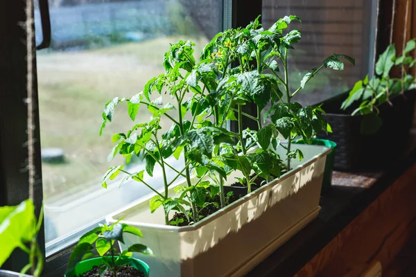 Jonge zaailingen, aanplant van tomaten, paprika 's en komkommers op het raam. — Stockfoto