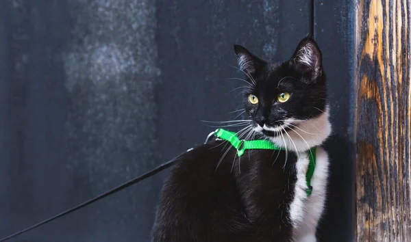 Retrato de un hermoso gato negro con bigote blanco y ojos amarillos. —  Fotos de Stock