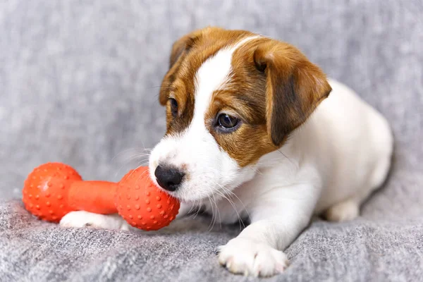 Cute white Jack Russell Terrier puppy playing with a toy on a gray background. — Stock Photo, Image