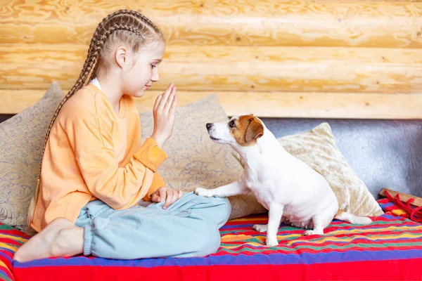 A teenage girl teaches commands to a small dog Jack Russell Terrier. — Stock Photo, Image