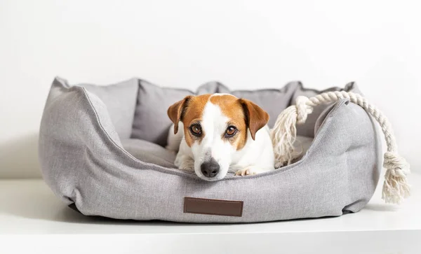 Köpek Jack Russell Terrier 'ın portresi. Evcil hayvan yatağında uzanıyor ve kameraya bakıyor.. — Stok fotoğraf