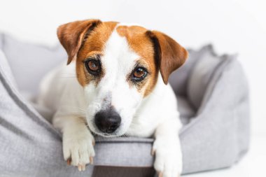 Jack Russell Terrier 'ın portresi. Evcil bir yatakta, arka planda..